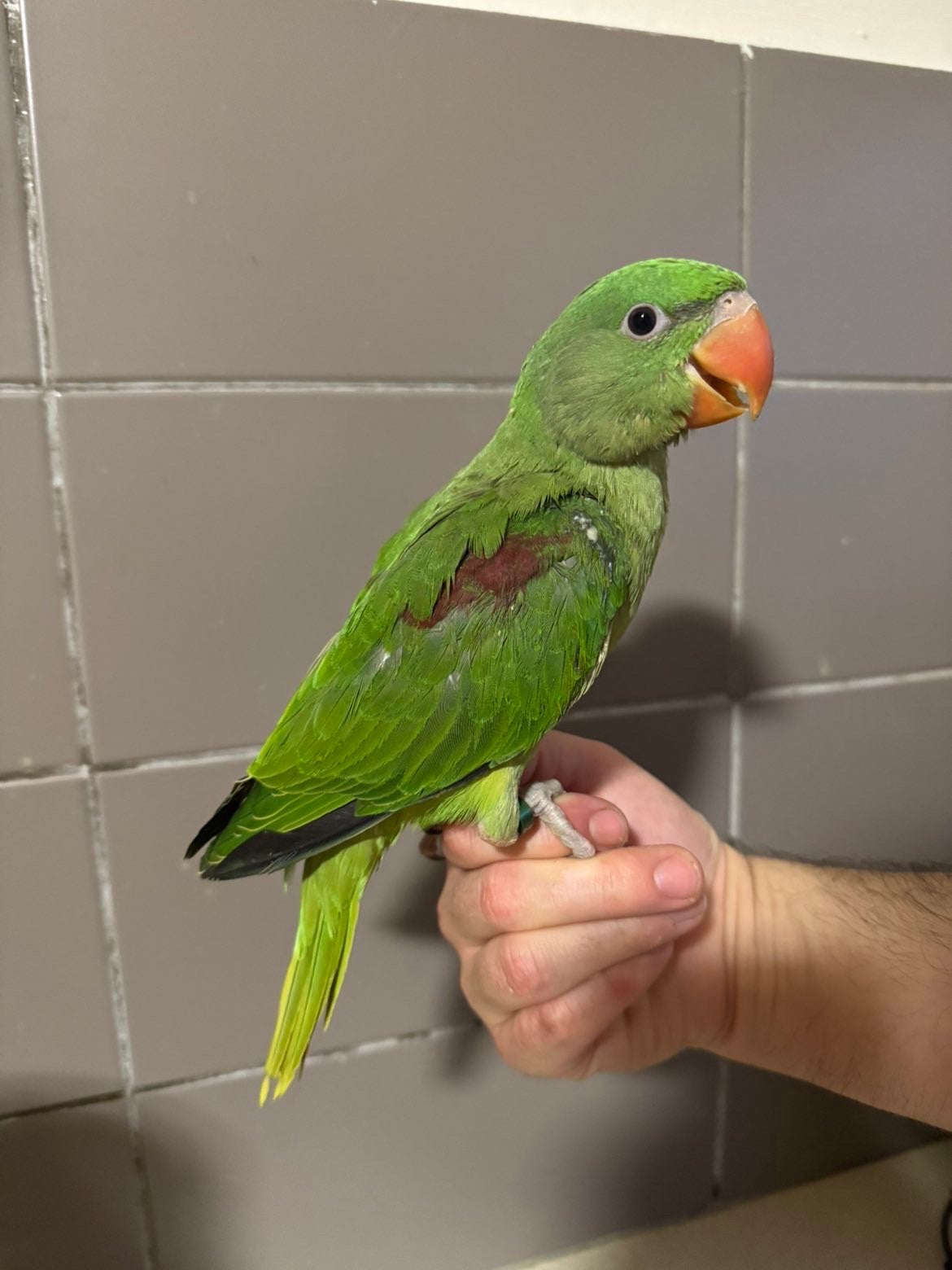 Supertam Alexander’s 2026, Dieren en Toebehoren, Vogels | Parkieten en Papegaaien, Geringd