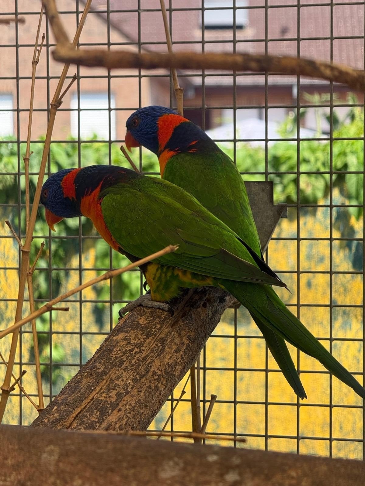 Roodnek lori's bewezen jong koppel, Plusieurs animaux, Perruche, Bagué