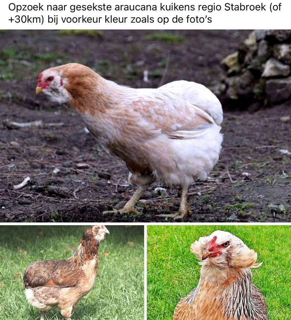 OPZOEK naar araucana kuikens hennen