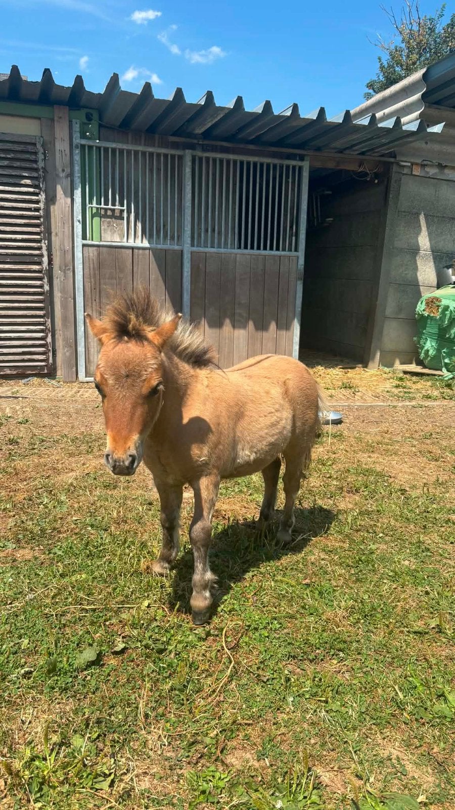 Zeer mooi en lief mini hengstje zoekt nieuwe thuis, Animaux & Accessoires, Poneys, Vermifugé, Poney de récréation, Poney A (jusqu'à 1.17 m)