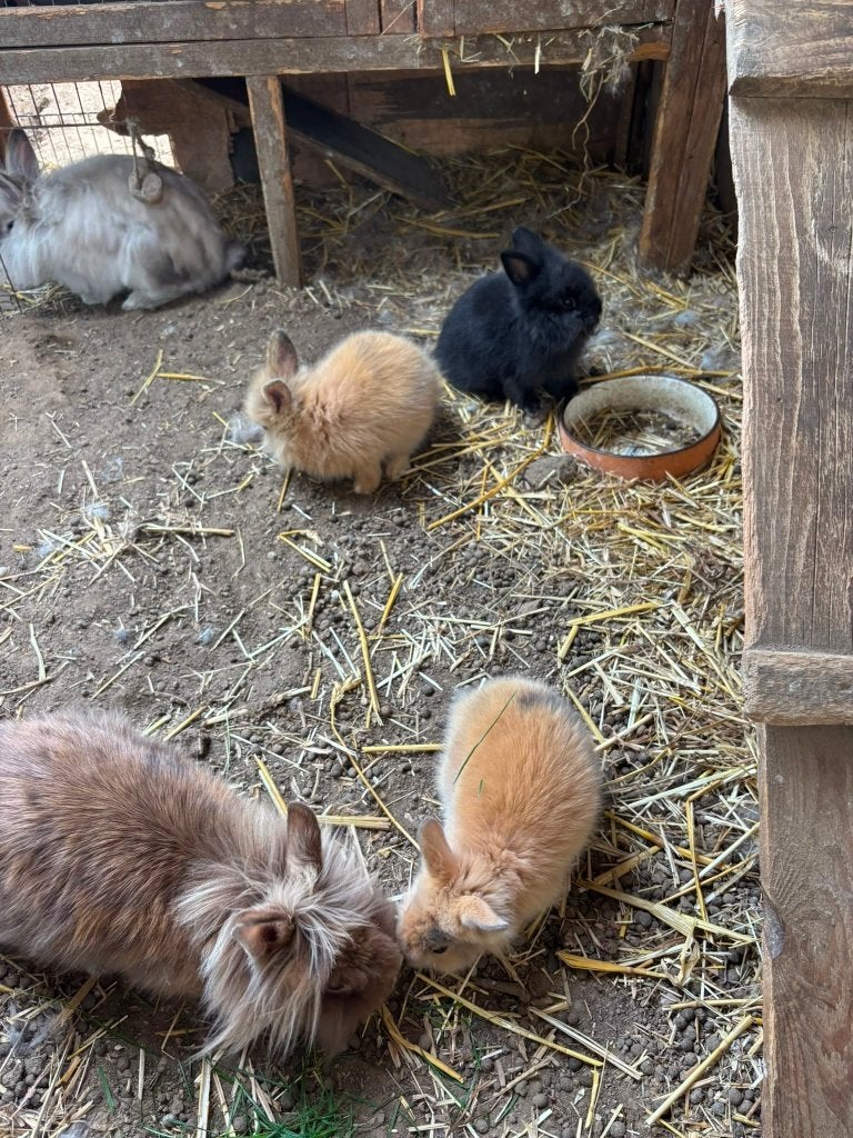 3 Teddydwerg / leeuwenkop dwergkonijntjes, Plusieurs animaux, Nain, 0 à 2 ans