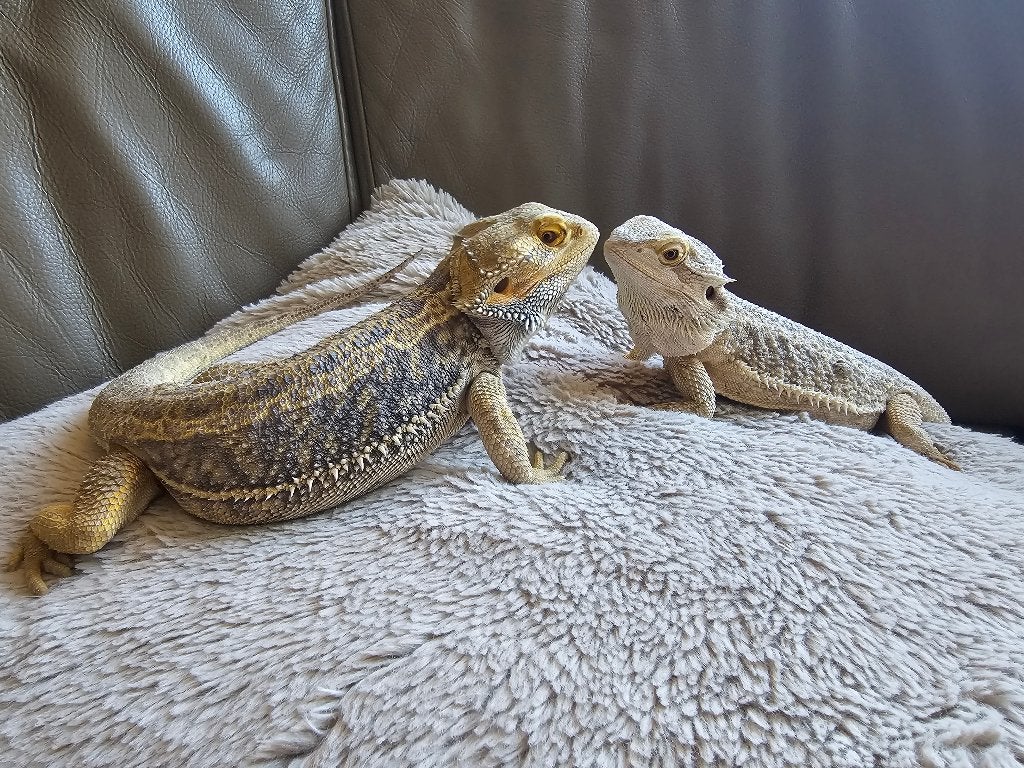 baardagamen koppel met terra, Animaux & Accessoires, Reptiles & Amphibiens, Lézard, Domestique, 3 à 6 ans