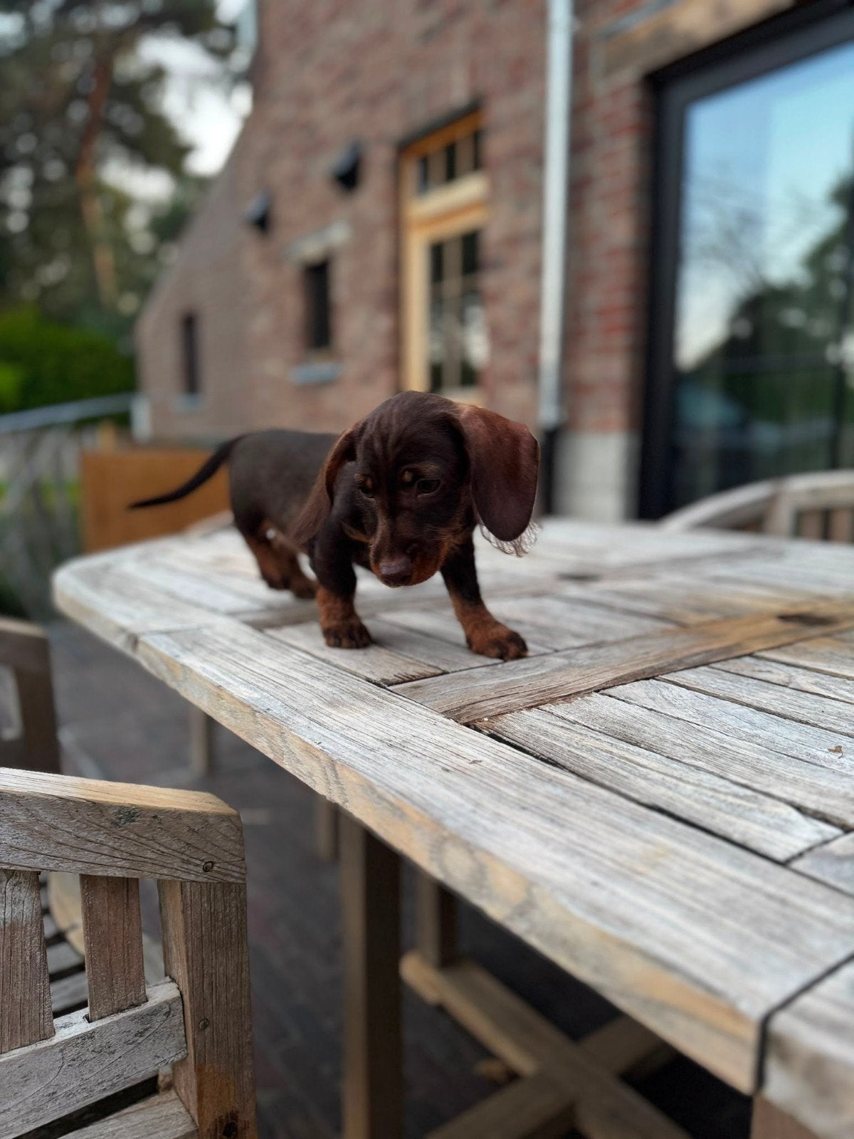 Une femme Choco Tan voit Golden Basket., Poils courts, Standard, Chienne, Belgique