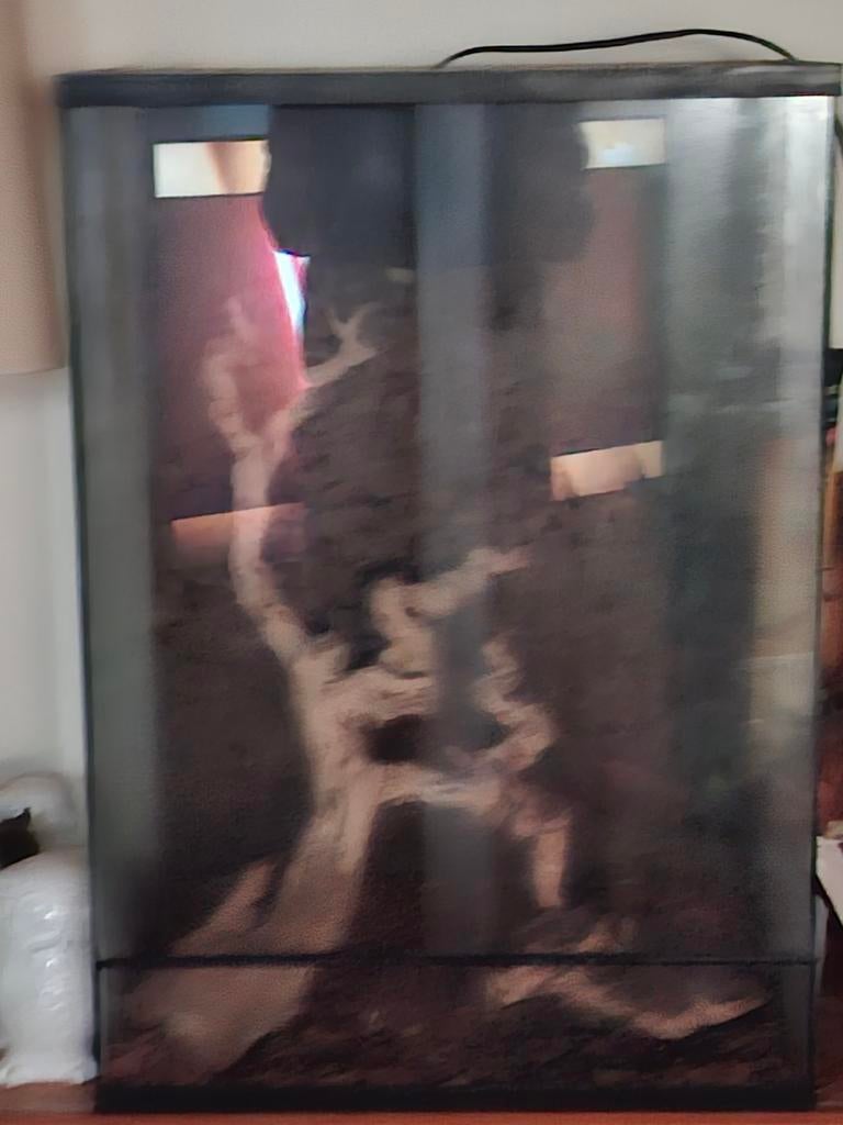 Terrarium, Enlèvement