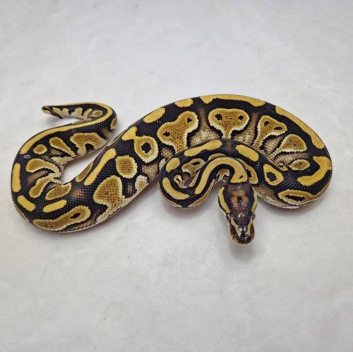 Special dbl het Clown pied koningspython vrouw Ball Python - female for sale from jurgen