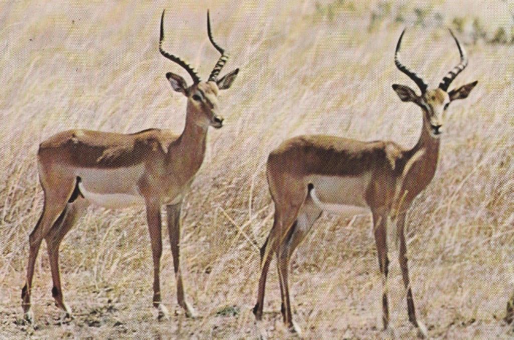 IMPALA'S   +  Mooie postzegel !, Verzamelen, Postkaarten | Dieren, Verzenden, 1960 tot 1980, Gelopen, Wild dier