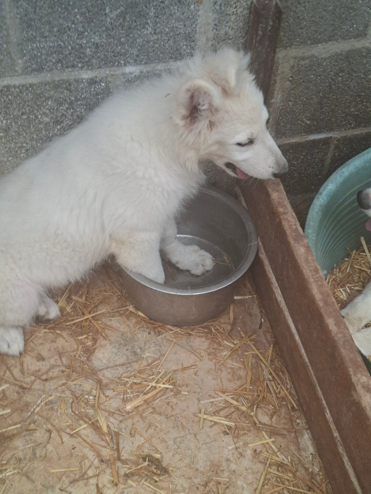 Zwitserse herder pups, Maladie de Carré (chiens), 8 à 15 semaines, Éleveur | Loisir, Un chien