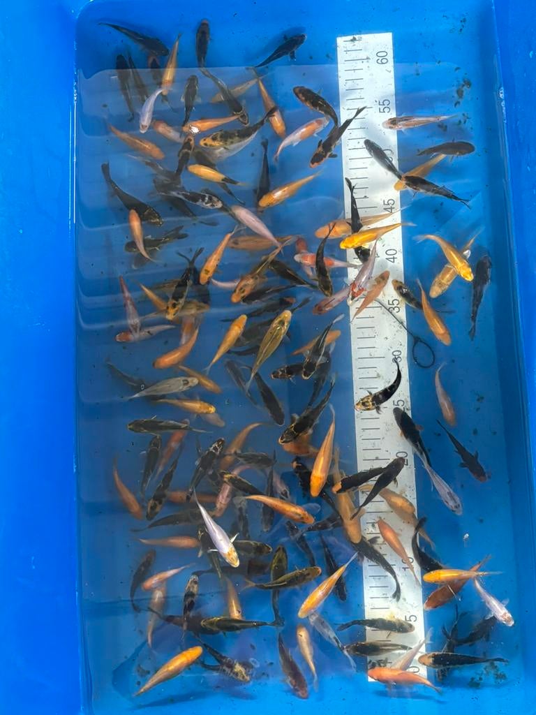 Terug 150 babykoi beschikbaar, Animaux & Accessoires, Poissons | Poissons d'étang, Carpe ou Koï