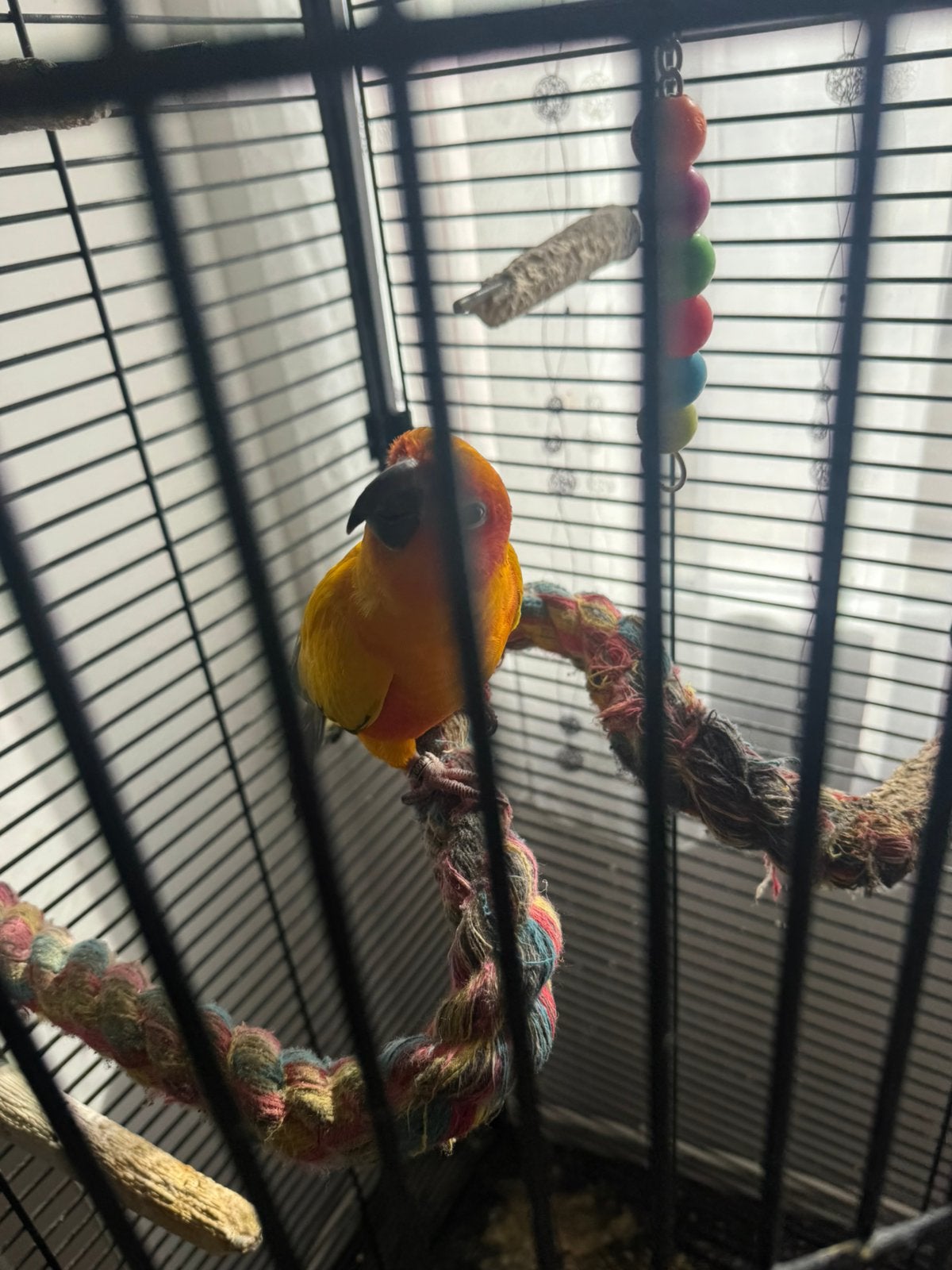 Très belle conure soleil 1 1/2 avec cage, Femelle, Perroquet nain ou Inséparable, Bagué