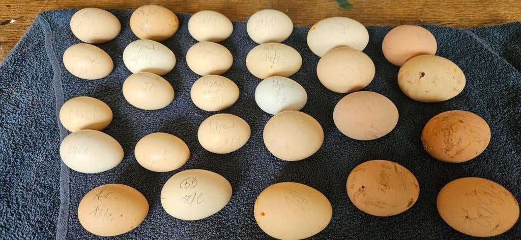 Broedeieren Cemani, Dieren en Toebehoren, Pluimvee