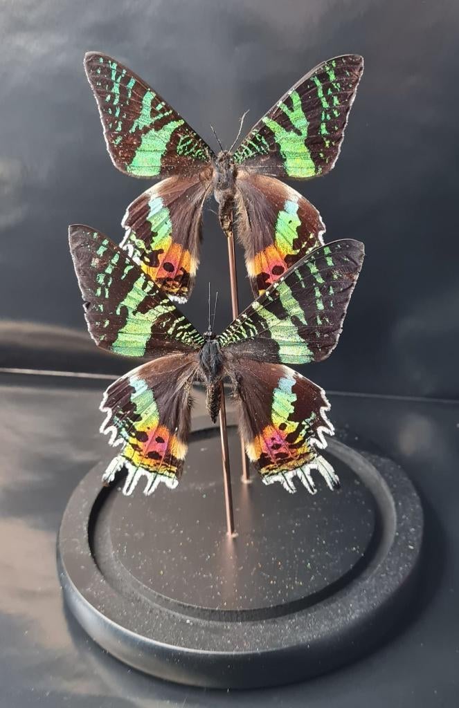 2 PAPILLONS CHRYSIRIDIA RHIPHEUS DANS UNE CLOCHE, Enlèvement ou Envoi, Neuf, Insecte, Animal empaillé