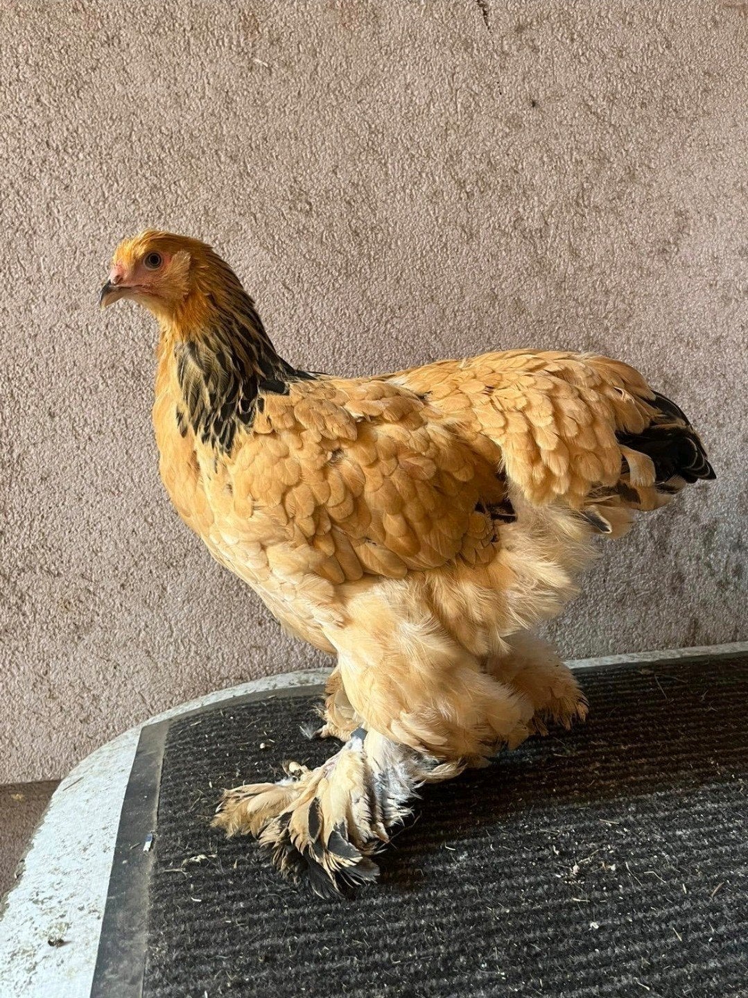 Zwart buff-columbia brahma koppel, Dieren en Toebehoren, Pluimvee, Meerdere dieren, Kip