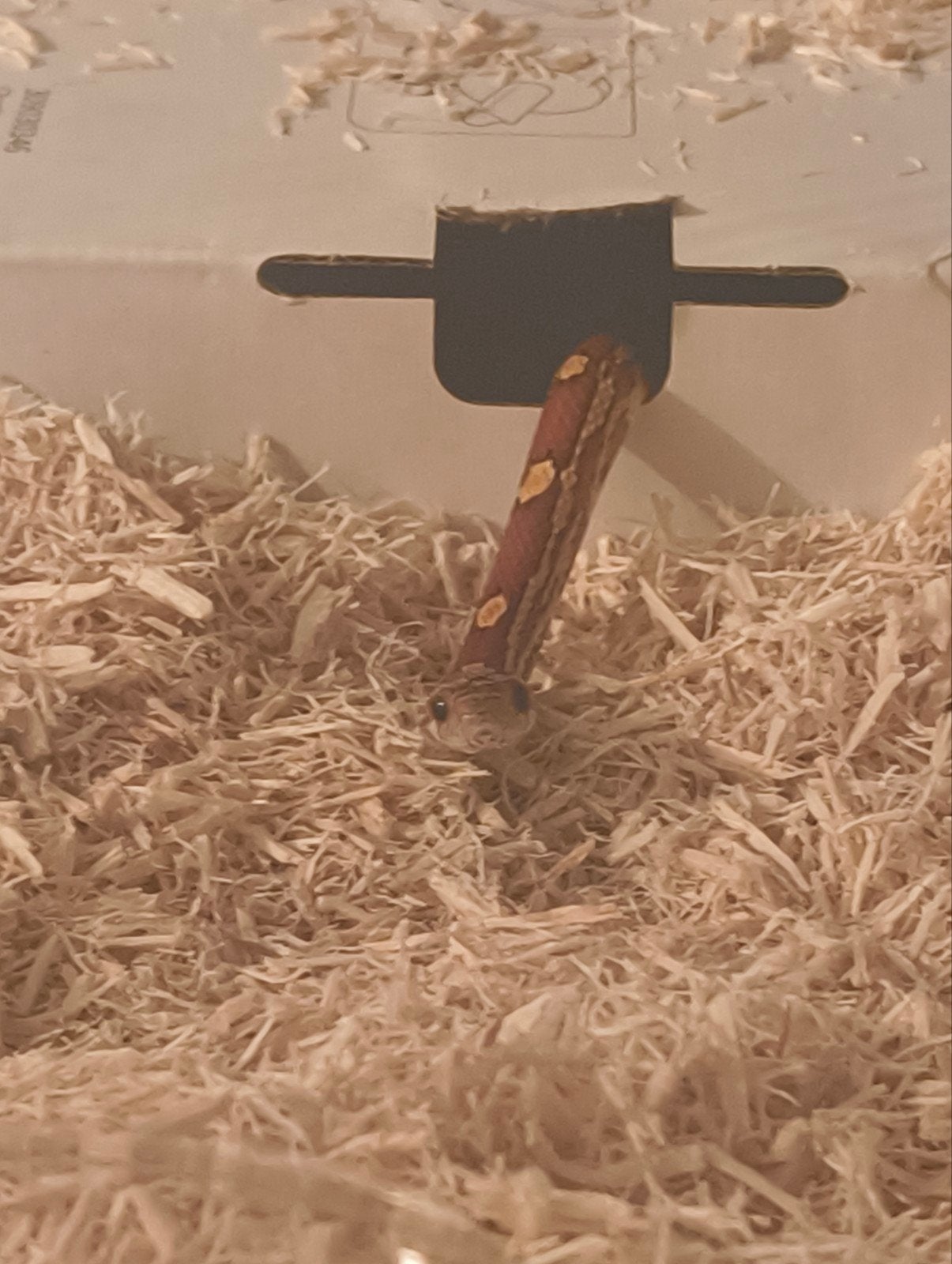 Don ,gratuit male 1ans serpent panterophis, Animaux & Accessoires, Enlèvement