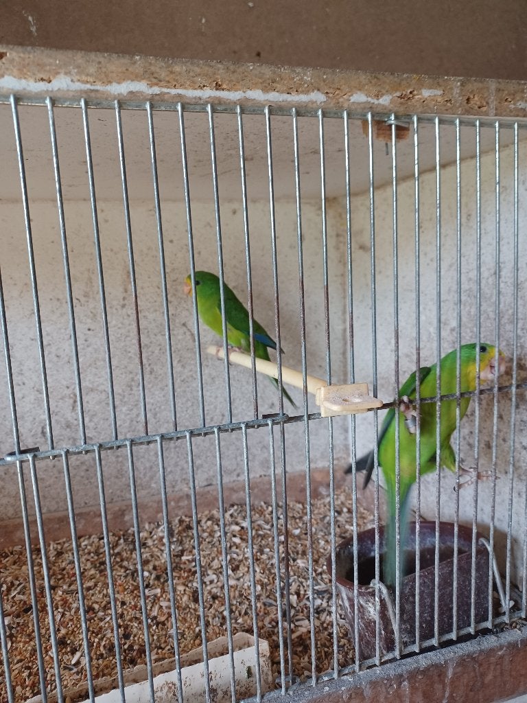 te koop, Plusieurs animaux, Perruche, Bagué