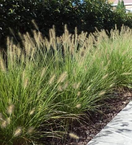 Planten, Tuin en Terras, Planten | Tuinplanten, Ophalen, Siergrassen