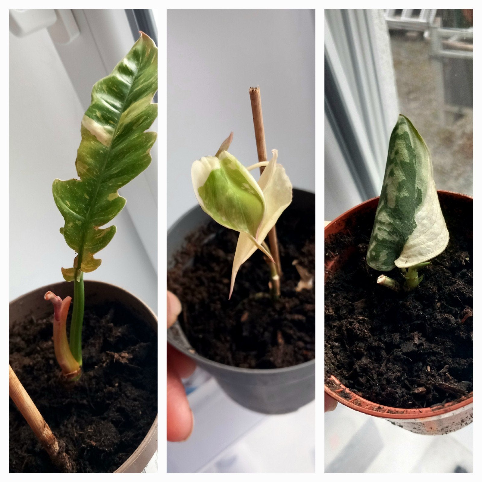 planten pakket, Huis en Inrichting, Kamerplanten, Ophalen