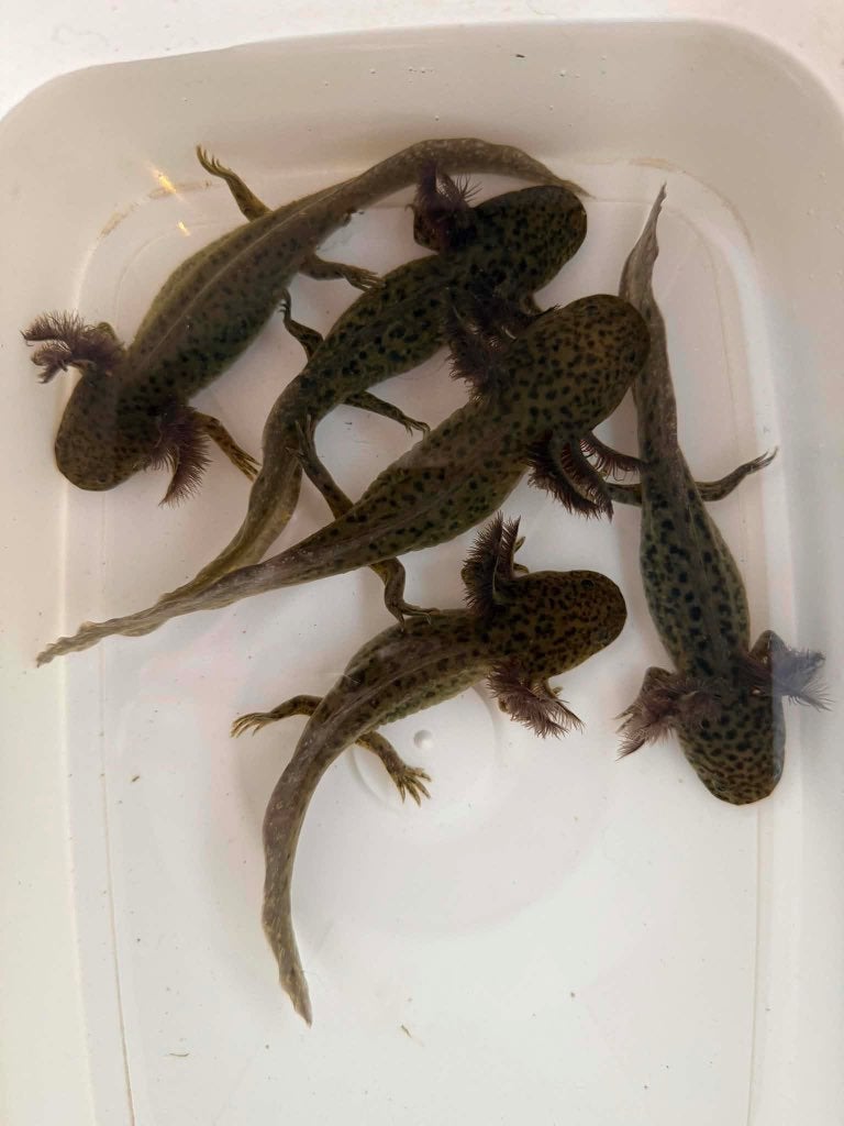 Jonge axolotls, Autres types, Poisson d'eau douce