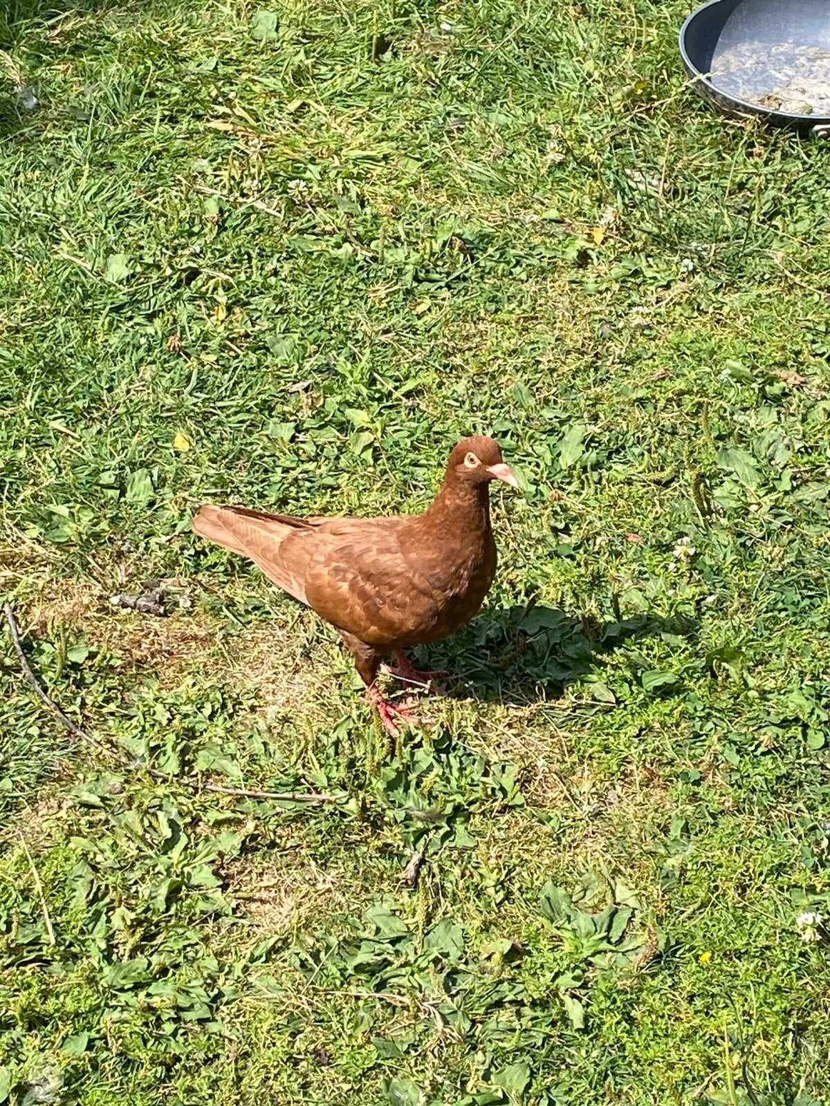 Jonge carneau duiver 2026, Dieren en Toebehoren, Vogels | Duiven, Mannelijk, Overige soorten