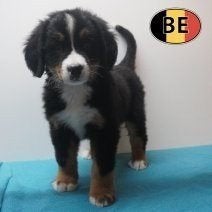 Berner Sennen, Belgische  pups te koop, Dieren en Toebehoren, Honden | Bulldogs, Pinschers en Molossers, Parvo, België, 8 tot 15 weken