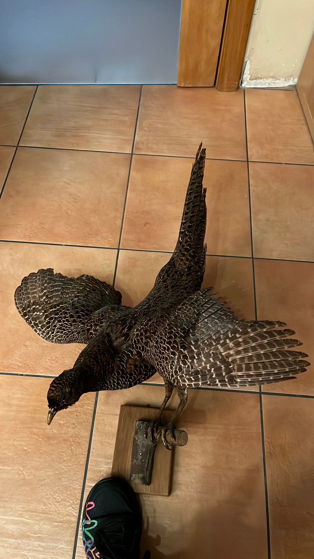 Taxidermie Grand Tétras F (Poule de Bruyère) Ailes Déployées, Ophalen of Verzenden, Gebruikt, Vogel, Opgezet dier
