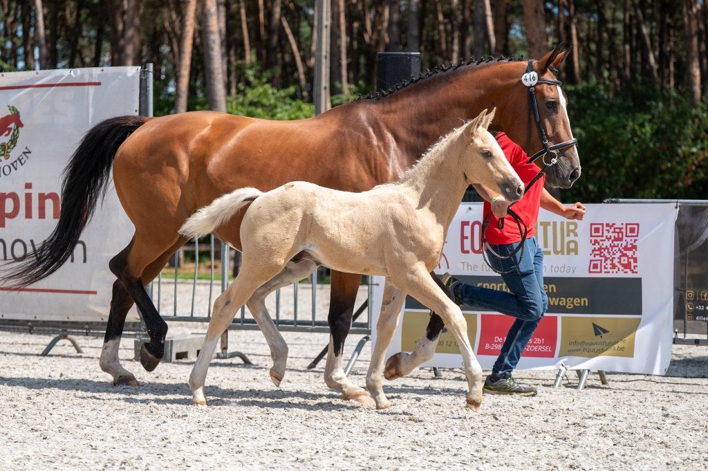ESHA veulen veiling BWP Foal - BWP Limburg & Antwerp, Dieren en Toebehoren, Springpaard, Minder dan 160 cm, Met stamboom, 0 tot 2 jaar