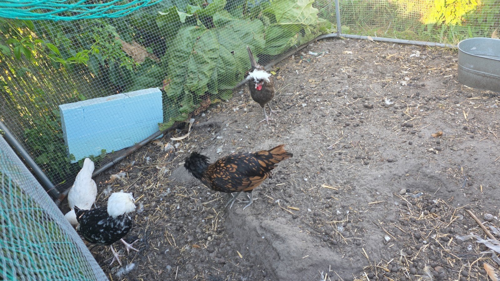 Jonge hollandse kuifhoen hennetjes en haantje  te koop, Dieren en Toebehoren
