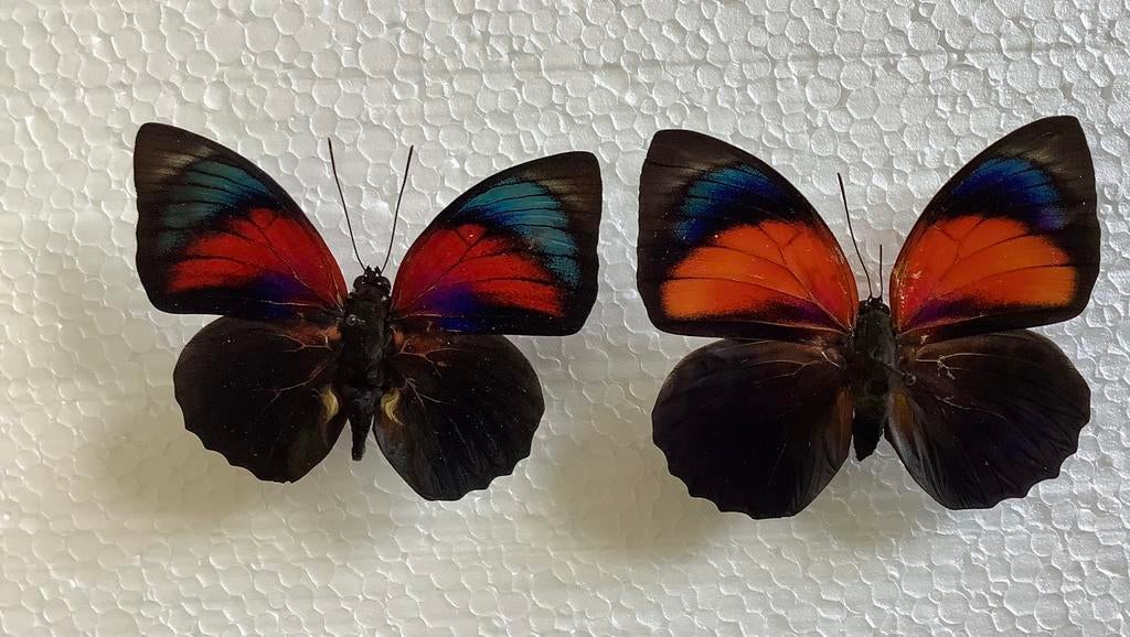 Agrias hybride, mannelijk/ vrouwelijk, 28 € / specimen, Ophalen of Verzenden, Zo goed als nieuw