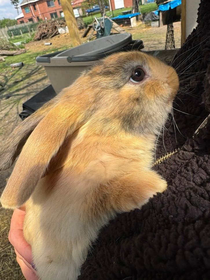 NHD KONIJN, Dieren en Toebehoren, Konijnen, Middelgroot, Mannelijk, 0 tot 2 jaar, Hangoor