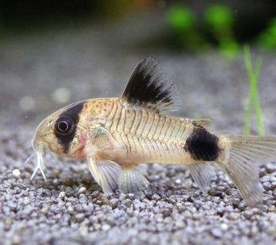 Corydoras Panda, Dieren en Toebehoren, Vis, Zoetwatervis, Schoolvis