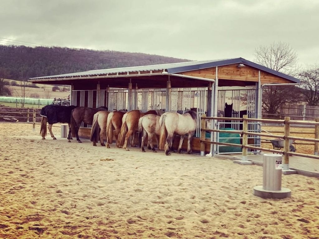 Hooiruif voor paarden & Weidehooiruif kopen | Voor paddock, Opfok