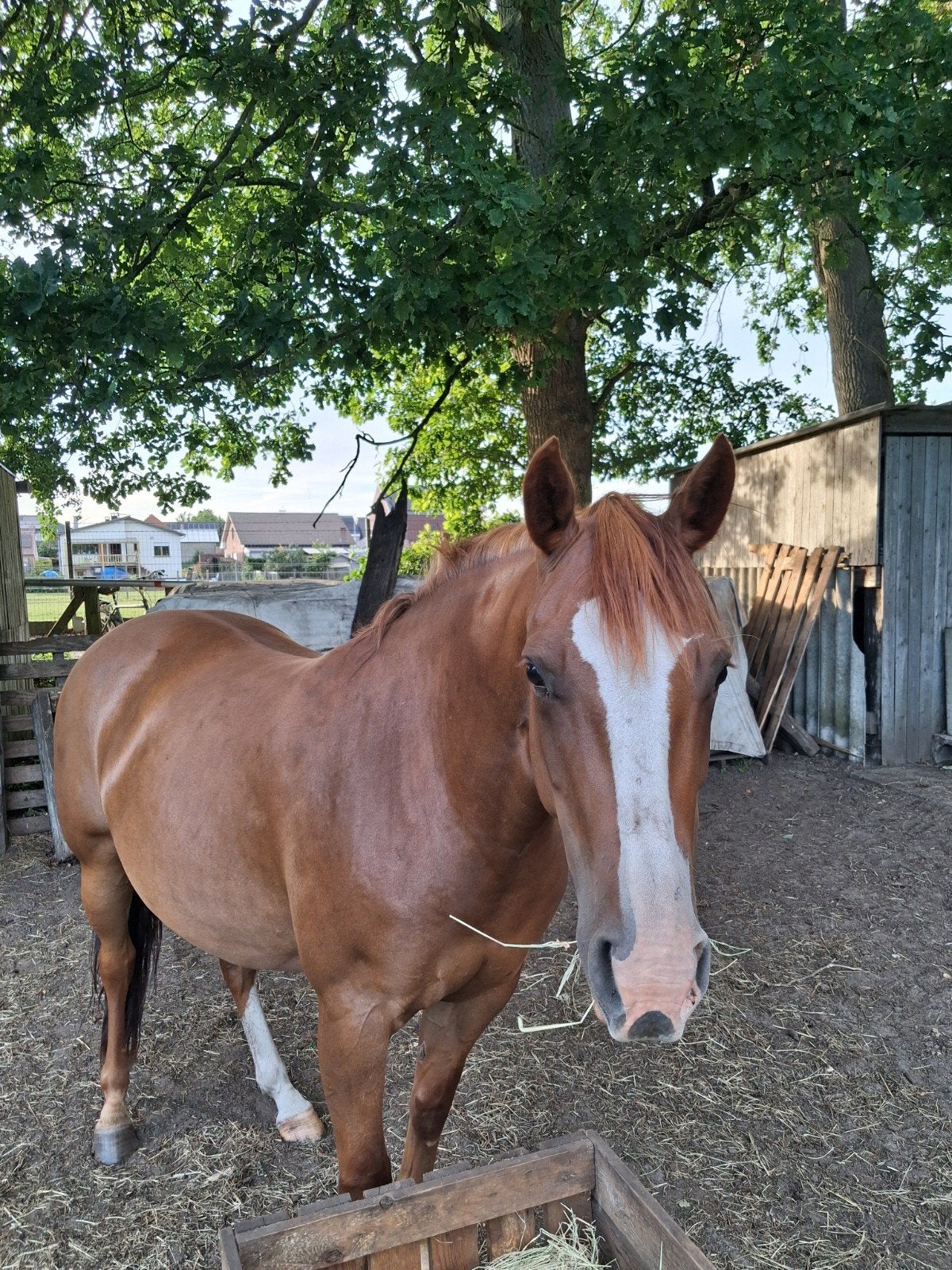 Quater merrie., Dieren en Toebehoren, Paarden