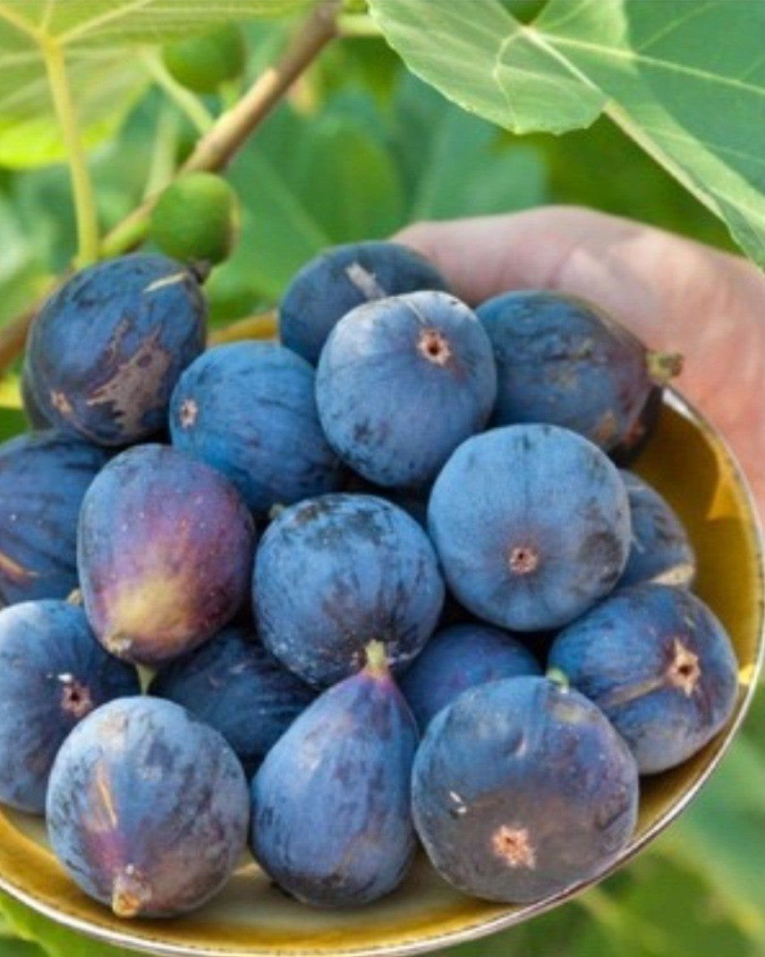 Figuiers par pièce pour 25 euros (Hardy), Jardin & Terrasse, Plantes | Arbres fruitiers, Enlèvement