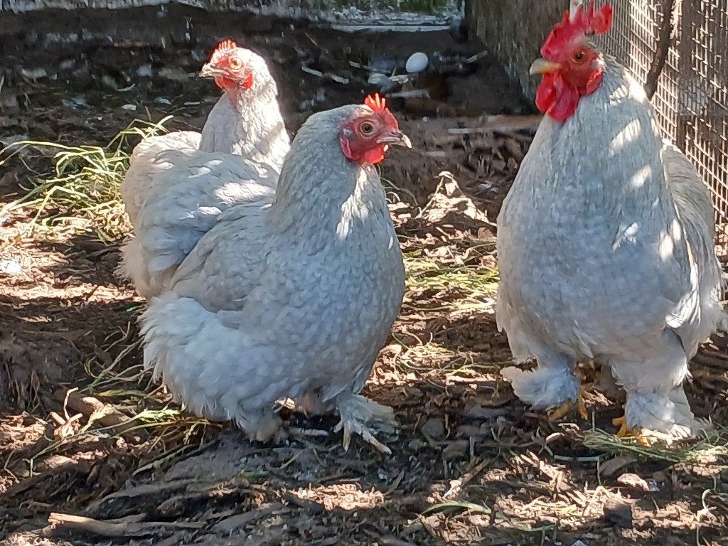 Cochinkrielen parelgrijs, Dieren en Toebehoren