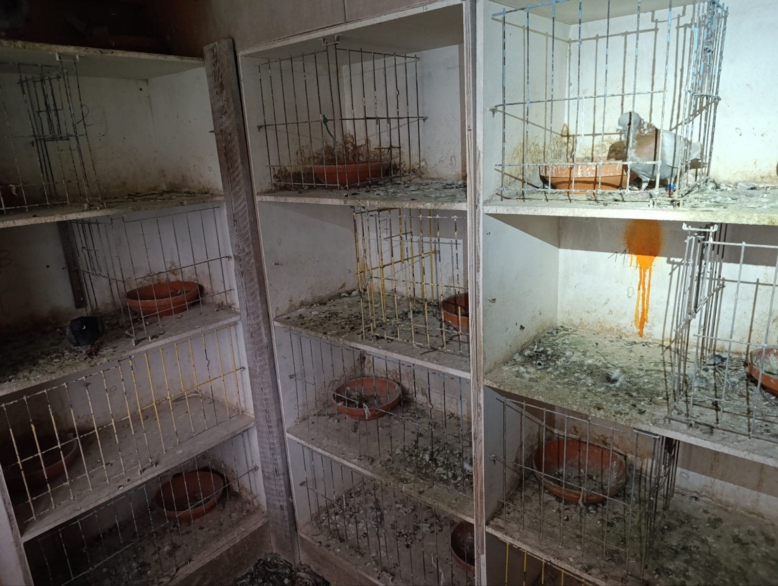 weduwnaar bakken 3 stuks, Dieren en Toebehoren, Vogels | Duiven