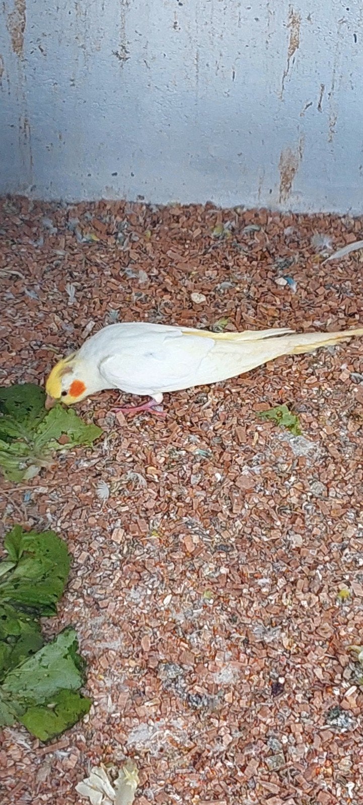 Valkparkieten, Dieren en Toebehoren