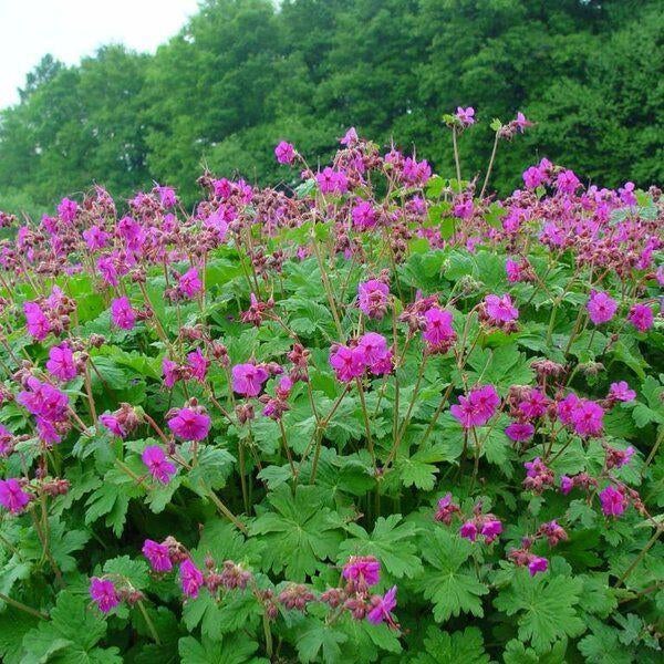 BODEMBEDEKKERS VOOR TUIN, Tuin en Terras, Planten | Tuinplanten, Ophalen, Bodembedekkers, Volle zon, Vaste plant