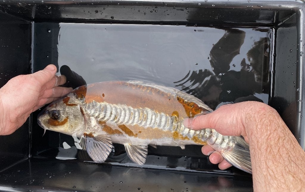 Koi vissen te koop, Karper of Koi