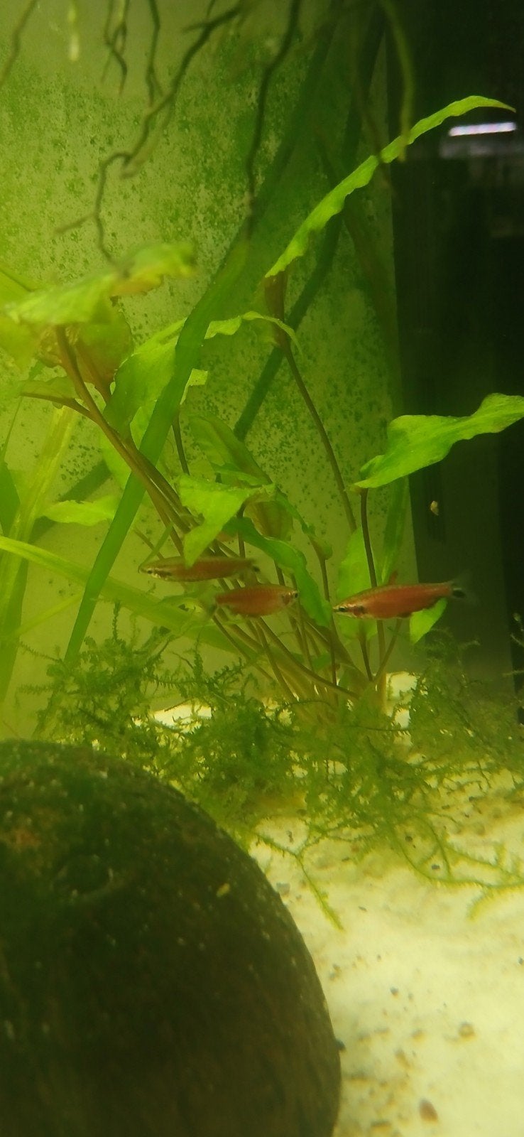 Nannostomus sp. 'Super Red Cenepa