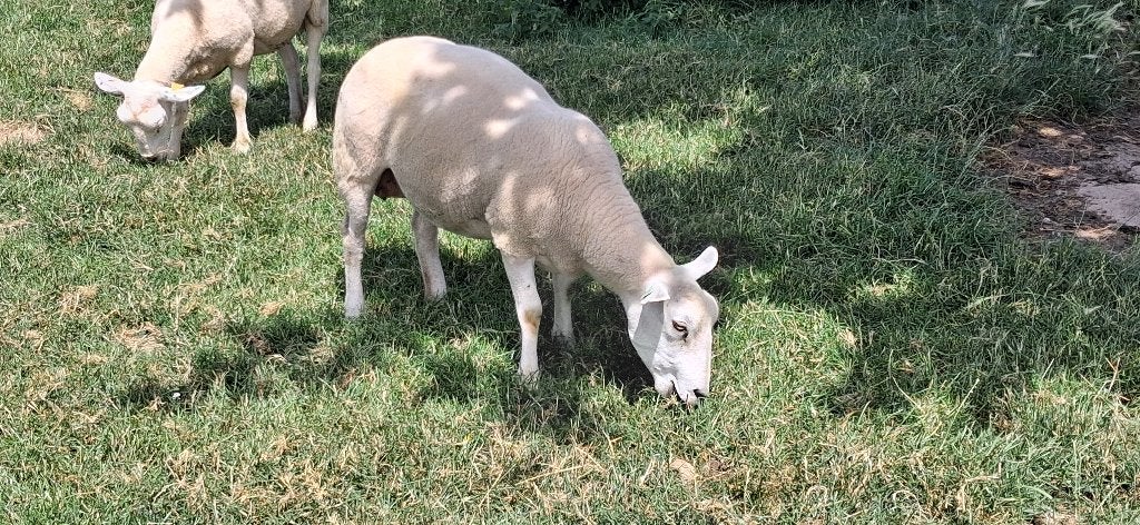 Mooie stamboek swifter fokooi te koop, Dieren en Toebehoren, Vrouwelijk, Schaap, 0 tot 2 jaar