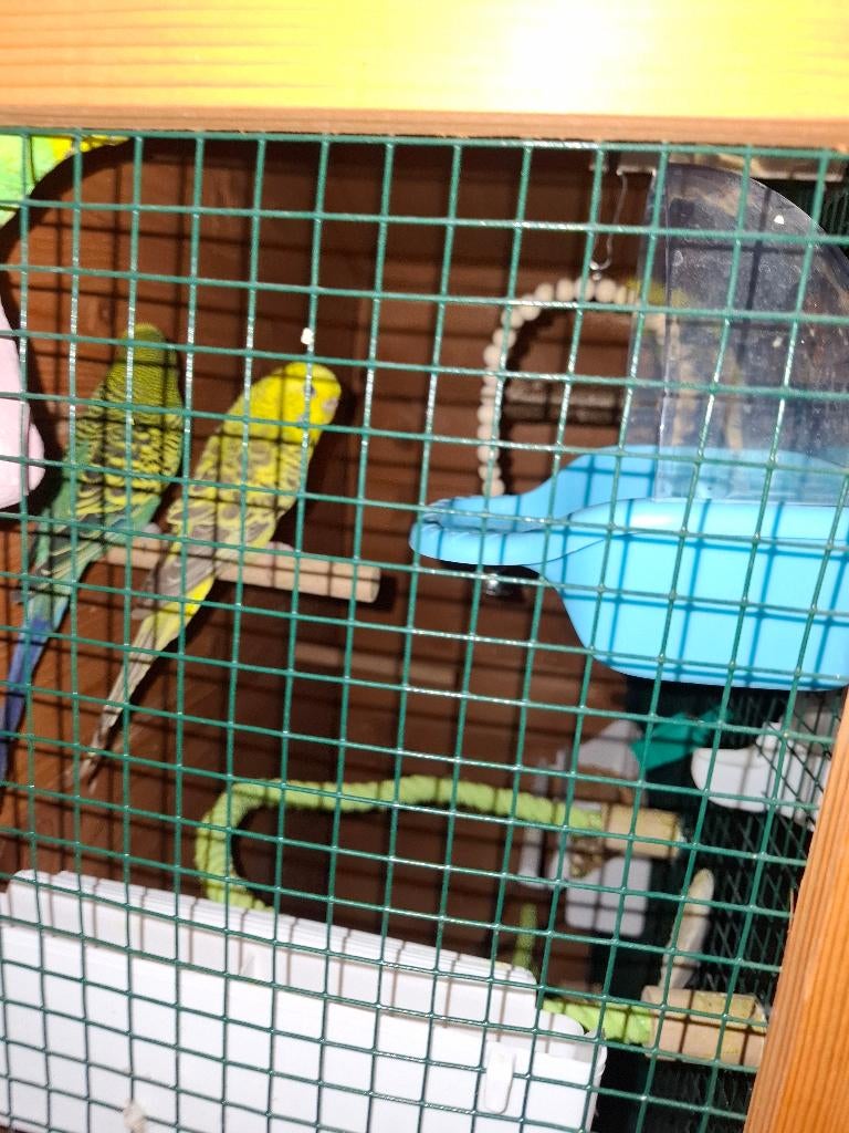 Perruches à vendre, Plusieurs animaux, Perruche