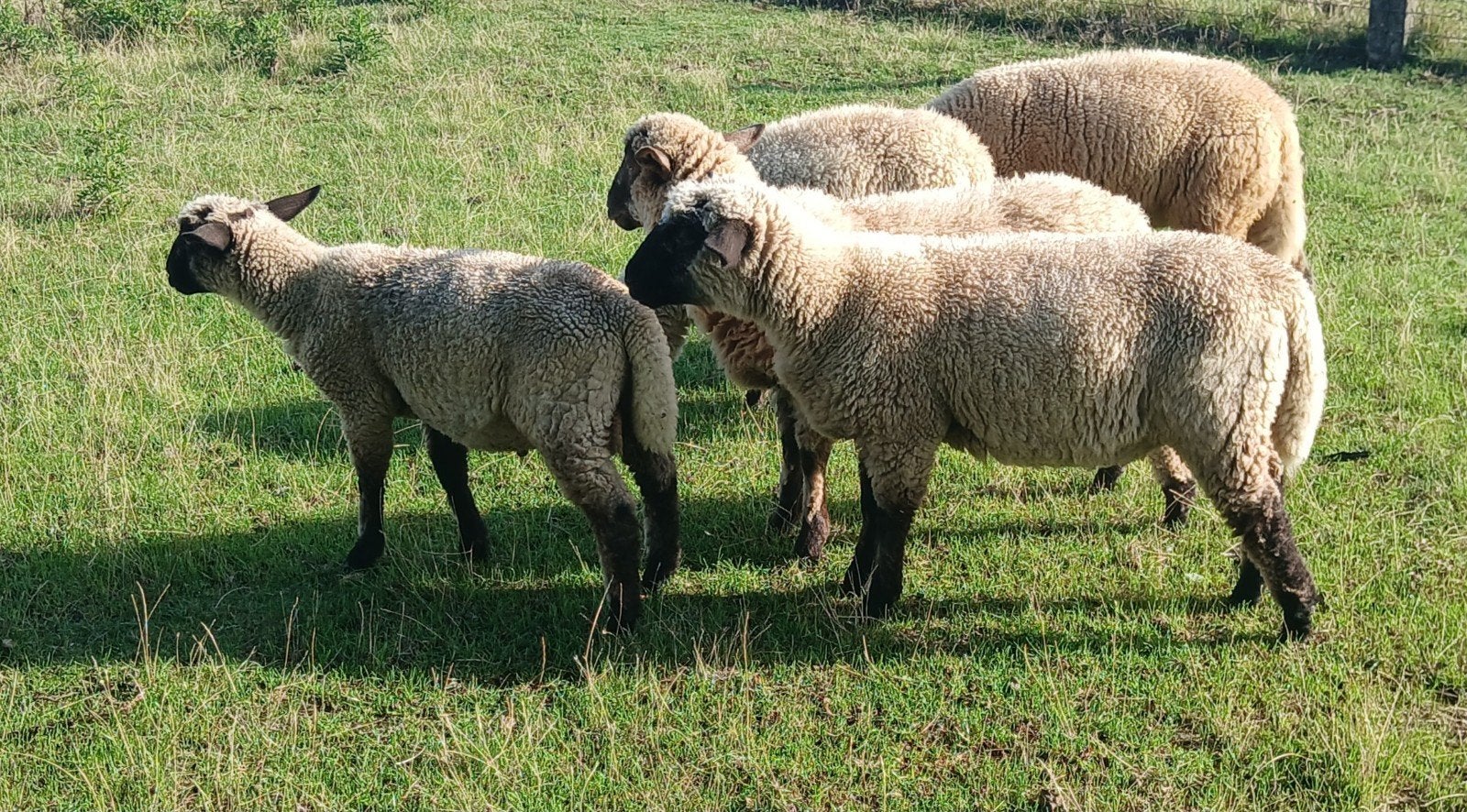 8 agneaux de 6 mois : 5 hommes et 3 femmes, Plusieurs animaux, Mouton, 0 à 2 ans