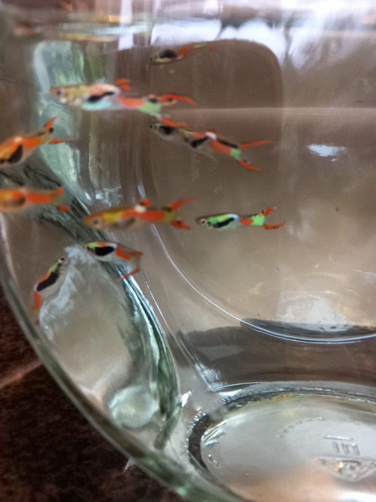 Endler guppy, Dieren en Toebehoren, Vis, Zoetwatervis, Schoolvis