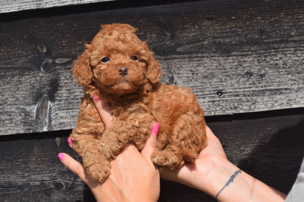 Chiots caniches : un bon choix, Caniche, Plusieurs, Belgique, Plusieurs animaux
