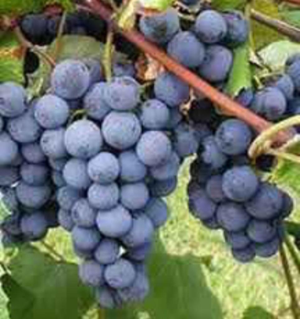 Vigne, Jardin & Terrasse, Enlèvement