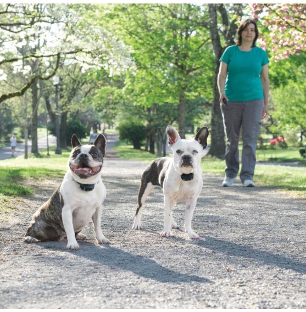 Petsafe 300 meter Remote Dog Trainer PDT19-16026, Dieren en Toebehoren, Verzenden, Nieuw