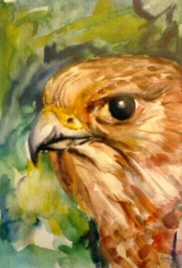 Buizerd van Guy Pattyn, Ophalen