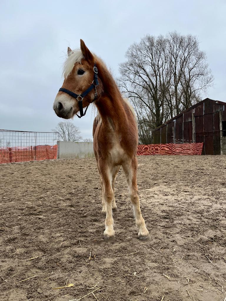 Haflinger 2ans, Animaux & Accessoires, Moins de 160 cm, Avec pedigree, Étalon, 0 à 2 ans
