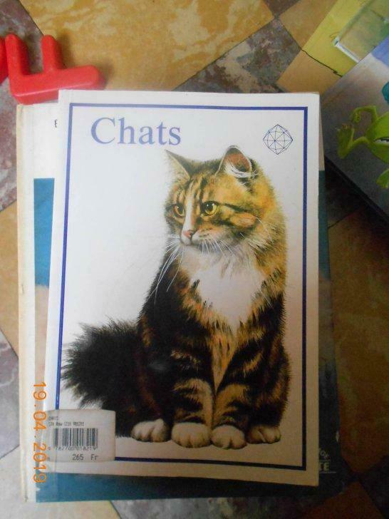 chats, Enlèvement ou Envoi, Utilisé, Chats