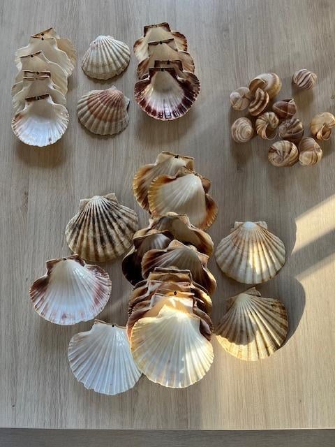 Schelpen voor gebruik in keuken, Huis en Inrichting, Keuken | Servies, Ophalen