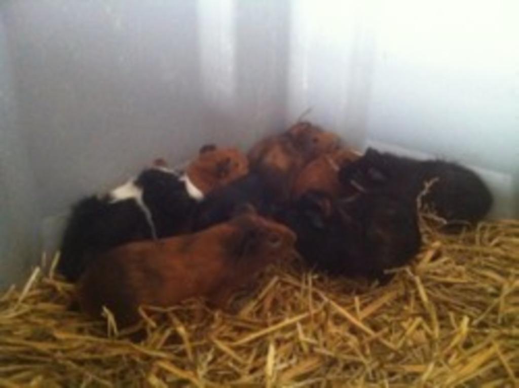 cavia , cavia's, ruime keuze in verschillende kleuren, Février, Cobaye, Domestique